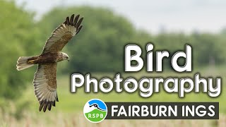 Photographing wild birds at RSPB Fairburn Ings  - Spectacular shot of a Marsh Harrier