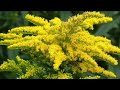 Solidago canadensis known ascanada goldenrodorcanadian goldenrod  familyasteraceae