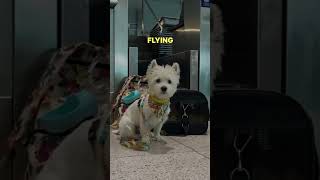 Traveling with pets in flight in airindia spicejet. What happens when dog is sitting next to you