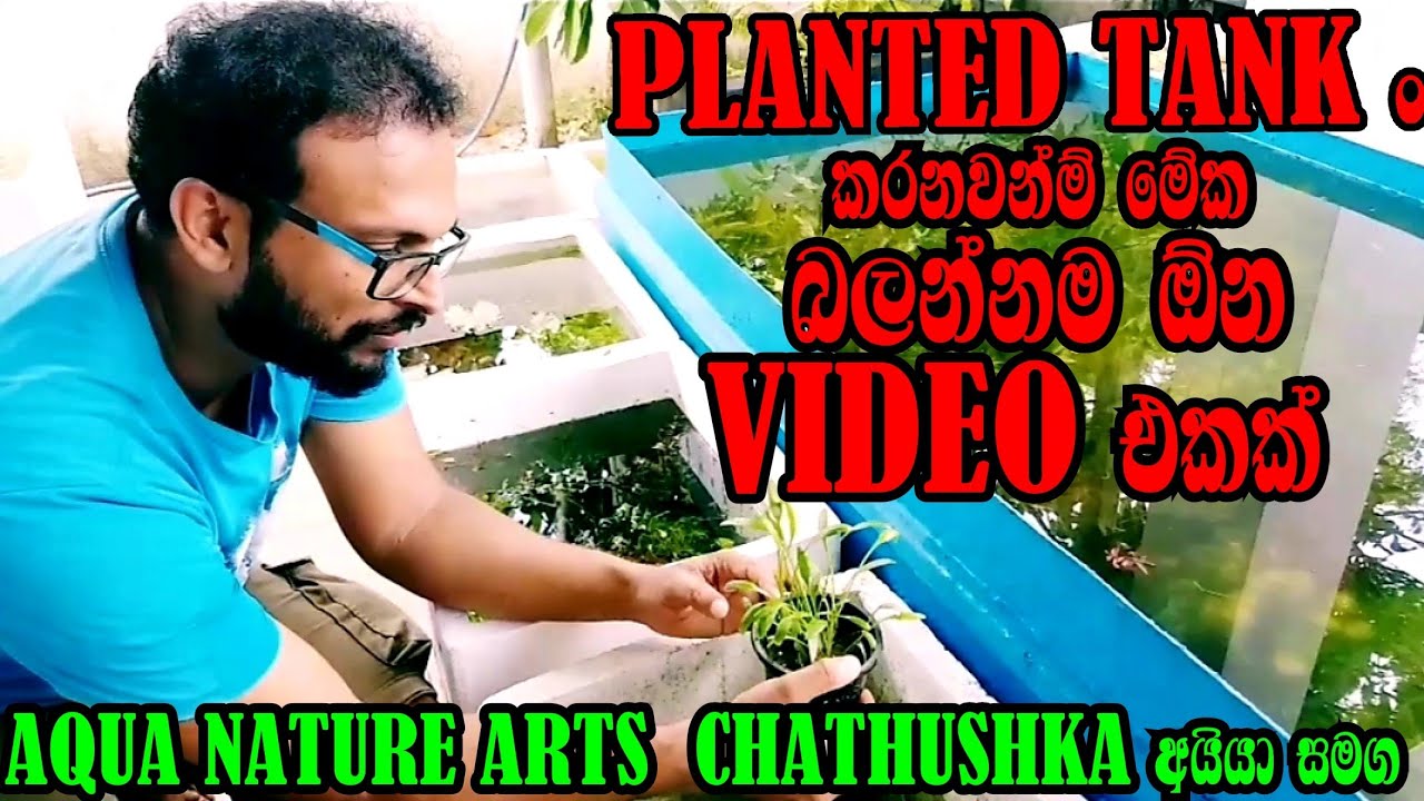Amazing Aqua plants farm in sri lanka Aqua plants ගැන සිංහලෙන් හැමදේම