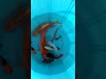 #aquariumfish #aquarium #fishing #fish #shorts #viral #video #tranding #status #vlog #india