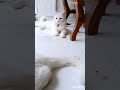 𝙆𝙋𝙄 😻 #prettycat #shortvideo #imut #cat #kucing #funny #kucinglucubandung #kitten