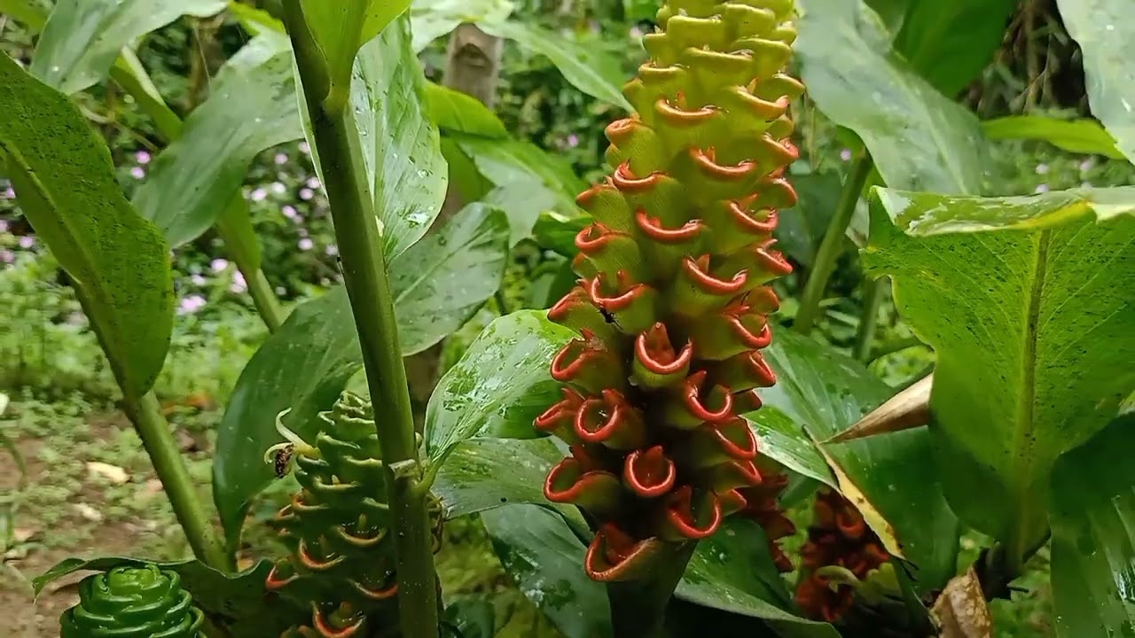CURUG CIBINGBIN SUBANG. DEKAT DARI PARKIRAN.