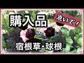 《購入品紹介》10月に植えたい秋植え宿根草／球根類もお早目に！