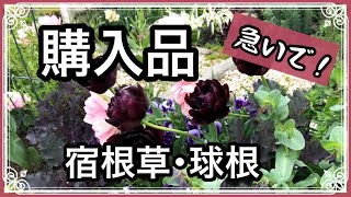 《購入品紹介》10月に植えたい秋植え宿根草／球根類もお早目に！