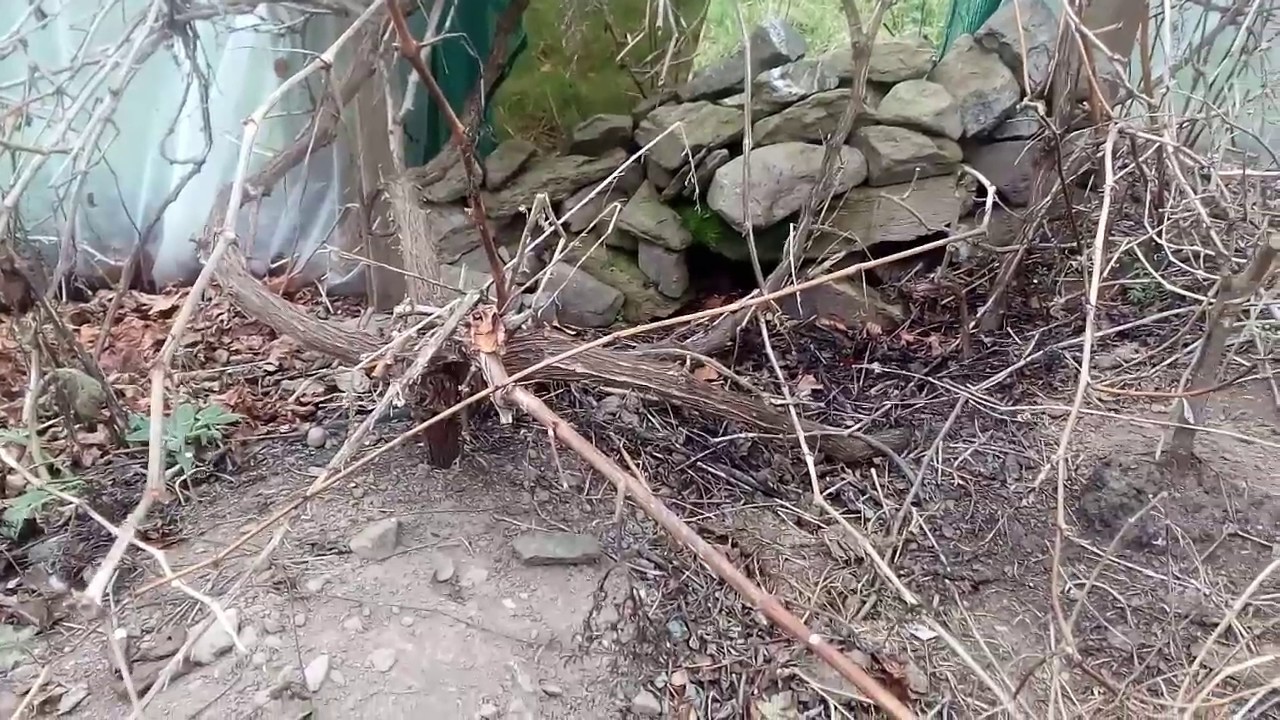 Grapevine Control Grape vine control in polytunnel - YouTube