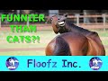 The Best and Funniest Horse Video!