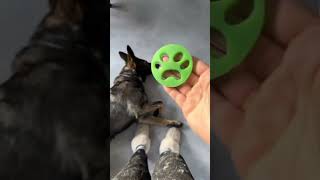 Comment “DOG” if you want the 🔗🔗🔗👇😍🐾