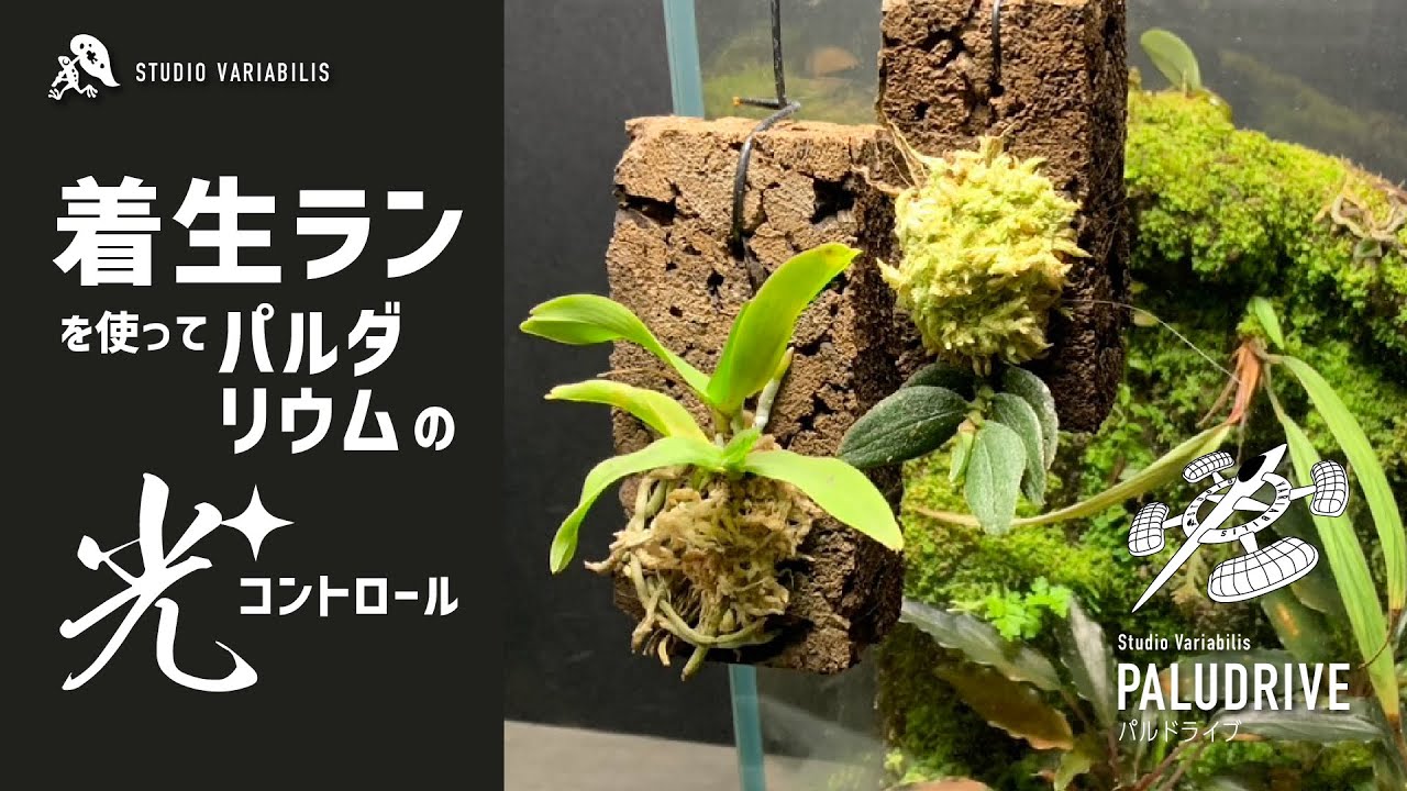 【mosha】 \