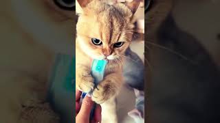 Funny Cats  Funny Cat Breeds  Cute Cat Breeds #catbreeds #funnycat