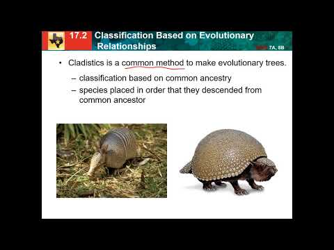 17.2: classification based on evolutionary relationships