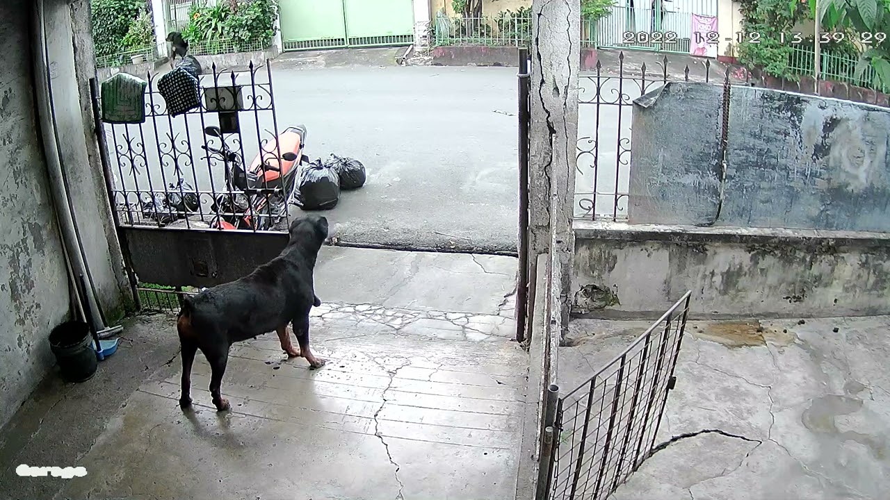 Rottie escape artist