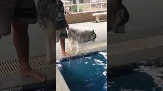 Adorably Hesitant Husky Goes For A Swim!