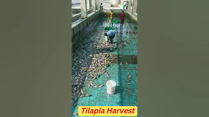 #short 1 Tilapia Harvest in BioFloc Culture in UAE - DayDayNews