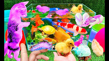 Sâu Cầu Vồng 🌈 Bắt Các Con Vật Dễ Thương, Con Mèo, Con Cá, Con Vịt, Cua, Rùa, Chuột, Chim, Cá Trê