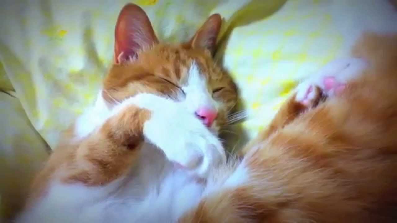 猫カフェ 横浜 ウトウト寝る〜茶トラの猫｢マック｣招き猫みたいなお手々になっちゃった？