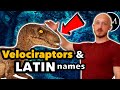 Les noms scientifiques sontils vraiment latins  lhistoire du vlociraptor 
