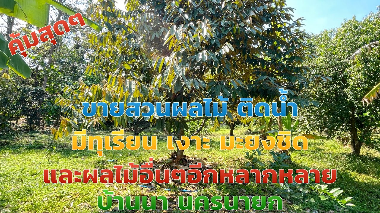 ขายสวนผลไม้ติดน้ำ นครนายก EP.2030 ผลไม้หลากหลาย มีทุเรียน เงาะ มะยงชิดไร่ละ2.5ล้าน เนื้อที่3-1-23ไร่