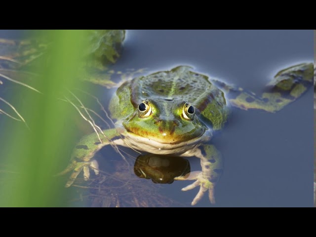 【渥茲華英語】- 小威廉百科 生物篇