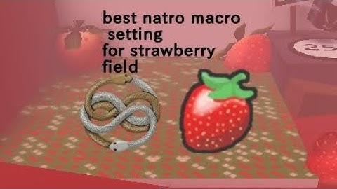 best natro macro setting for strawberry field in Bee Swarm Simulator