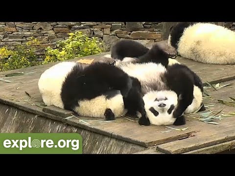 try-not-to-laugh!!-panda-bloopers!