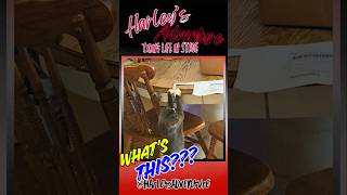 ATTACK!!! WATCH OUT!! @HarleysAdventure  #cat #funnycatvideo #funnypet