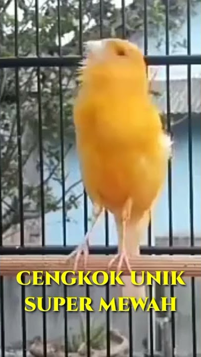 KENARI PAUD BELAJAR BUNYI LANGSUNG NYAUT | KENARI GACOR | CANARY SINGING