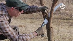 Ask an Arborist: The ABC's of Pruning