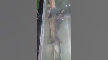 cá trê bạch tạng