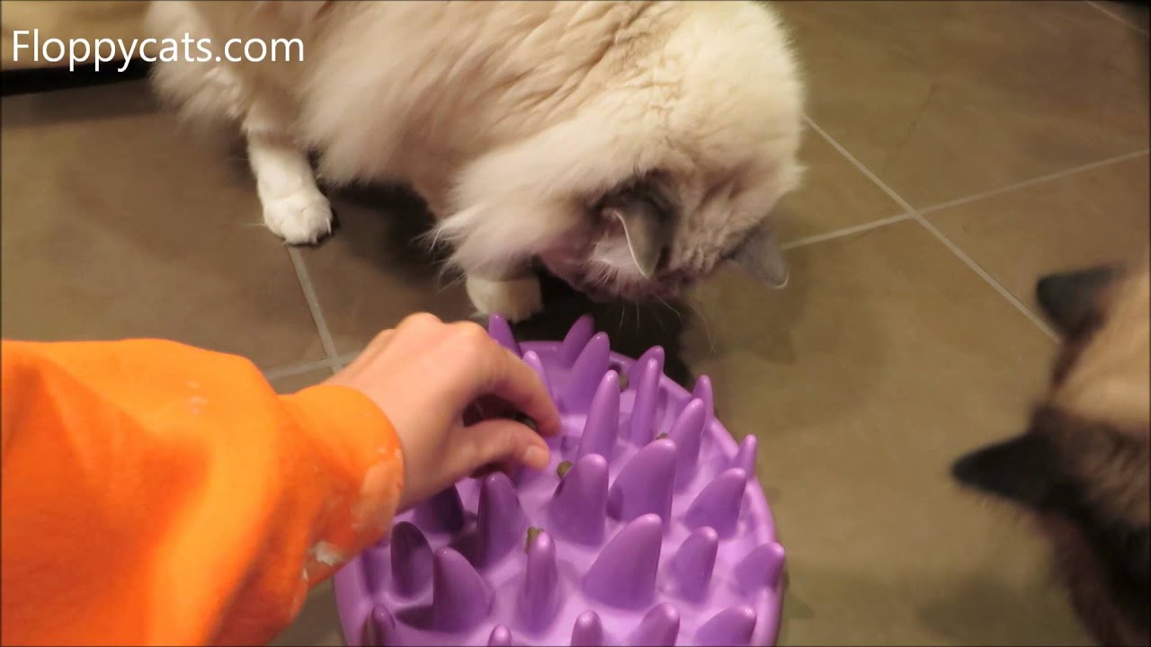 Catch Interactive Slow Feeder for Cats