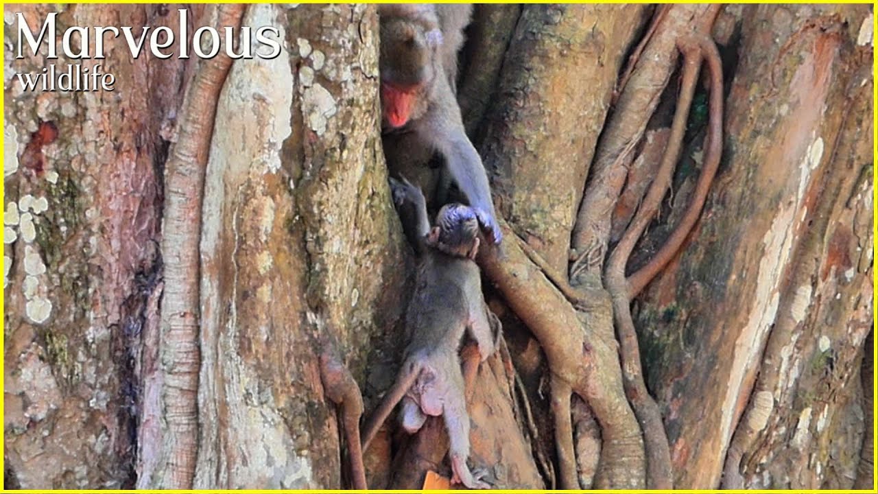 God help...! Incredible Jane keeps Jonna monkey climbing a​ big tree by herself near f+all down