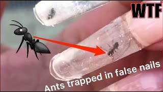 Ants in nails