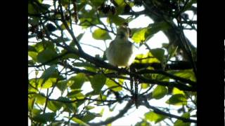 Download Lagu Icterine Warbler singing MP3