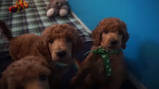 Red standard poodle puppies at 6 weeks by Debra Pohl 485 views 5 years ago 27 seconds