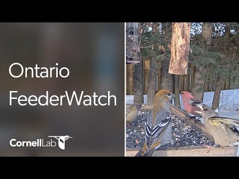Live Boreal Birds at the Ontario FeederWatch Cam! Cornell Lab | Powered by Perky-Pet