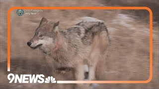 New wolves released in Summit and Grand counties