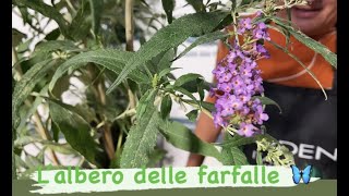 Buddleia o albero delle farfalle