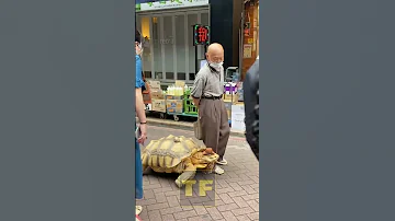 Японец и его верный питомец, большая африканская шпороносная черепаха