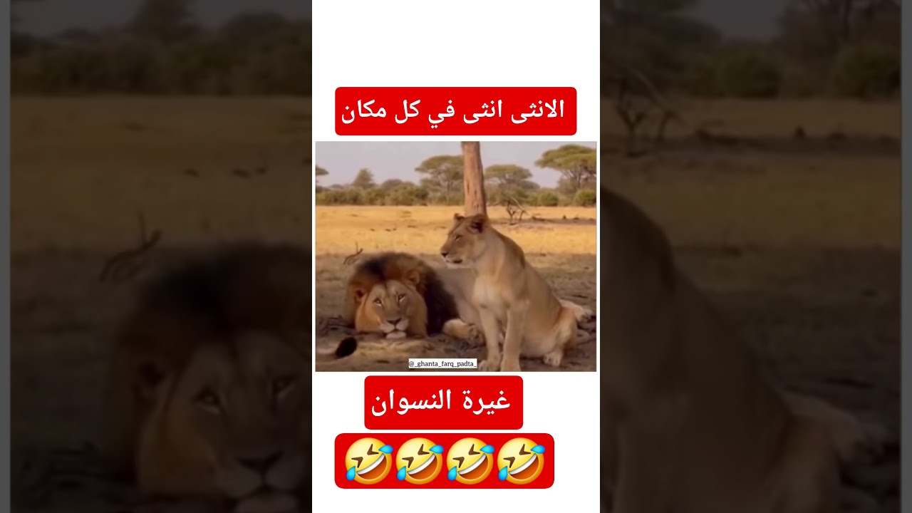 غيرة الأنثى #اكسبلور #keşfet #explore #funny #viral #duet #shorts #تحشيش #نكت #ضحك