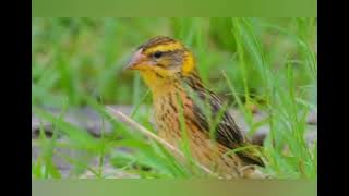 Burung Manyar di alam dengan gemericik air