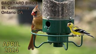 Birds at my feeder in April 2024