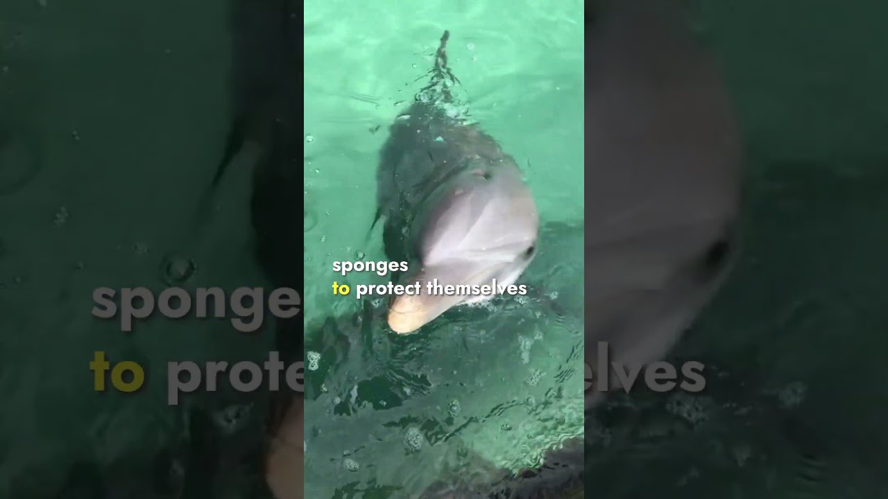 Top 5 Smartest Predators | Wildlife Facts