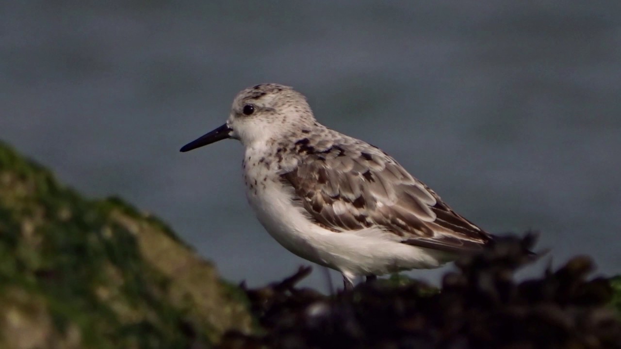 Herken de drieteenstrandloper in winterkleed
