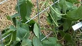 Easy DIY Heavy Duty Garden Trellis