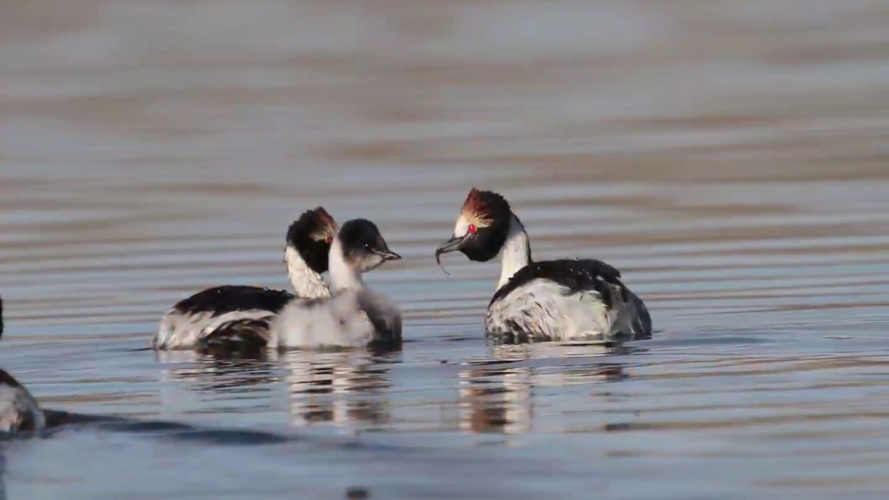 "Una luz de esperanza" : Canción del #MacáTobiano