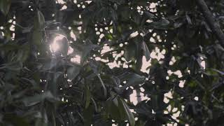 OUR FULL WEDDING HIGHLIGHT VIDEO - Amber & Jennifer Wilson