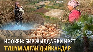 Ноокен: бир жылда эки ирет түшүм алган дыйкандар