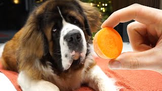 Saint Bernard VS Vegetables!