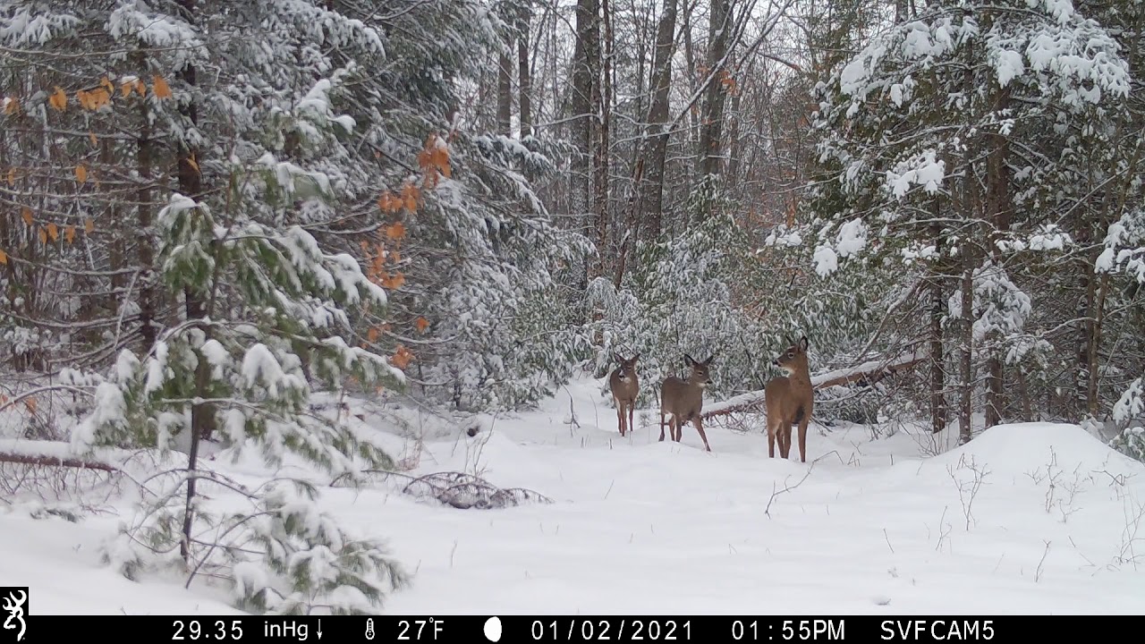 Beautiful Browning Spec Ops Edge 2020 Trail Cam Winter time footage