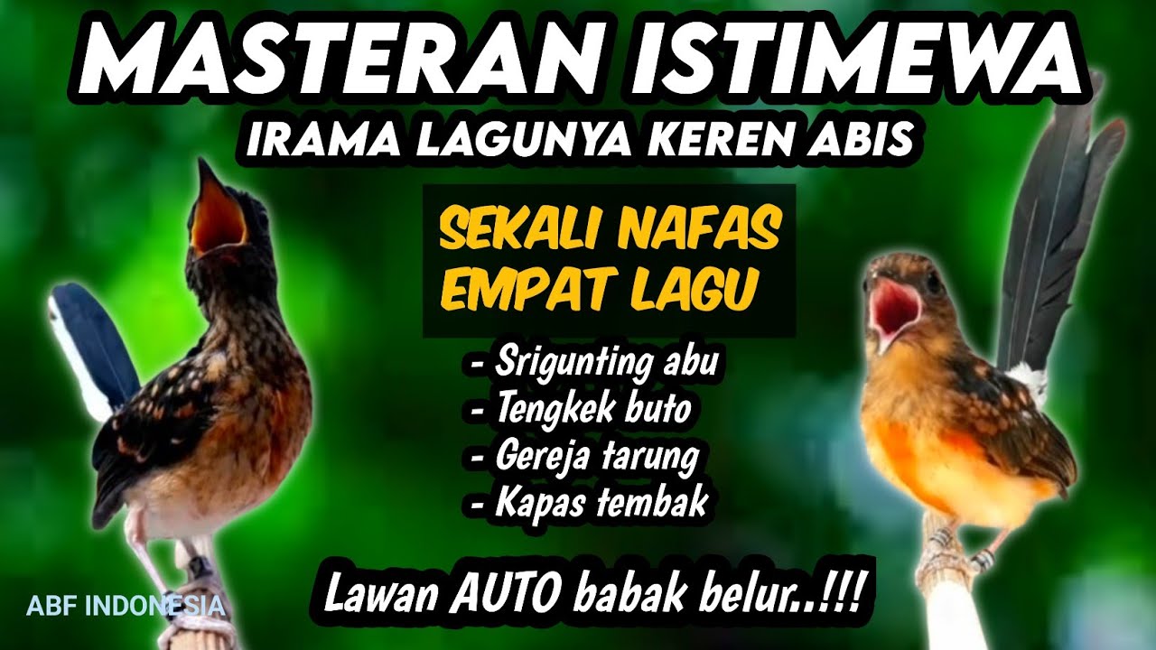 Yakin mewah poooL !! MASTERAN MURAI BATU FULL ISIAN TEMBAKAN MEWAH‼️